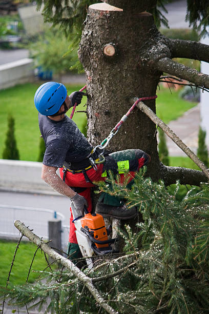 Trusted Jasper, TX Tree Care Services Experts